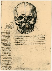 Croquis anatomique d