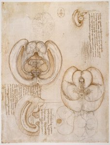 Études anatomiques