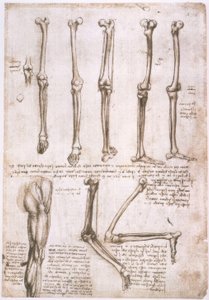 Études anatomiques