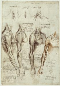 Études anatomiques