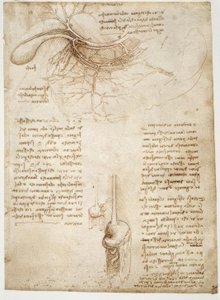 Études anatomiques - Leonardo da Vinci