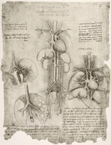 Études anatomiques