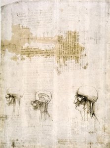 Études anatomiques