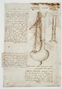 Études anatomiques