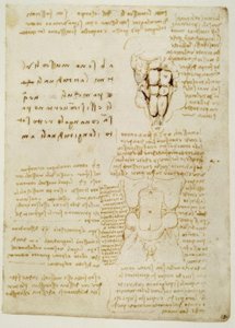 Études anatomiques