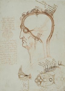 Études anatomiques - Leonardo da Vinci