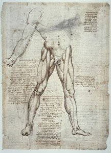 Études anatomiques - Leonardo da Vinci