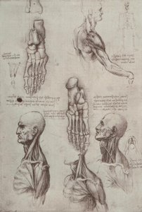 Études anatomiques