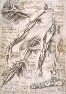 Études anatomiques