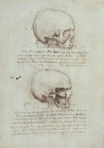 Études anatomiques - Leonardo da Vinci
