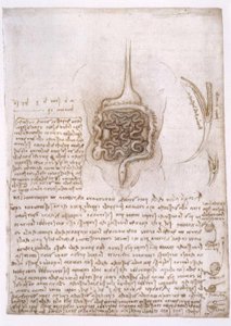 Études anatomiques