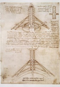 Études anatomiques