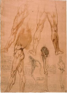 Études anatomiques : Musculature de la jambe