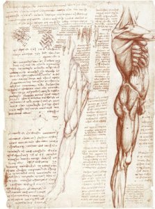 Études anatomiques : La musculature du tronc et des jambes