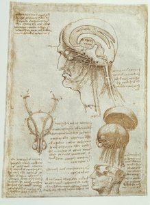 Études anatomiques : cerveau, ventricules cérébraux et nerfs crâniens / homme