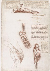Études anatomiques : Anatomie superficielle de l