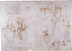 Études anatomiques : veines superficielles - Leonardo da Vinci