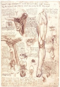 Études anatomiques : langue, gorge, larynx et œsophage