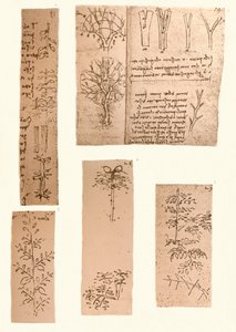Cinq dessins illustrant les éléments de la peinture de paysage, c1472-c1519 1883 - Leonardo da Vinci