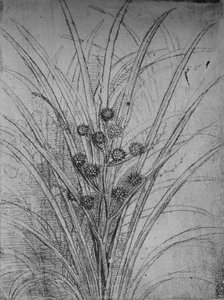 Joncs fleuris, vers 1480