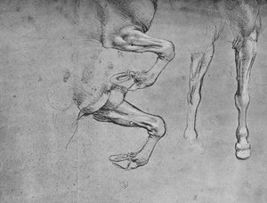 Quatre études de jambes de chevaux, vers 1480 - Leonardo da Vinci