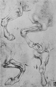 Quatre études de jambes de chevaux, vers 1480, 1945 - Leonardo da Vinci