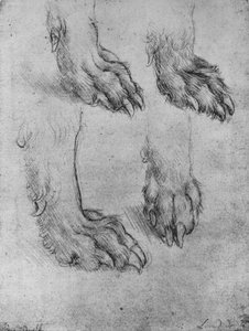 Quatre études des pattes d
