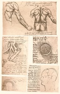 Quatre dessins anatomiques, vers 1472-1519