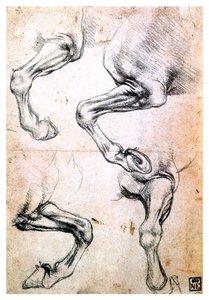 Quatre études de jambes de chevaux, vers 1500 - Leonardo da Vinci