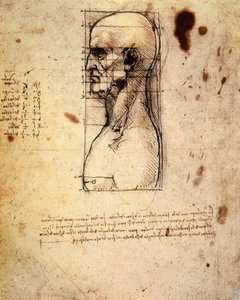 Tête masculine de profil avec proportions - Leonardo da Vinci