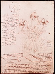 Notes et croquis de botanique et de géométrie : narcisse. - Leonardo da Vinci