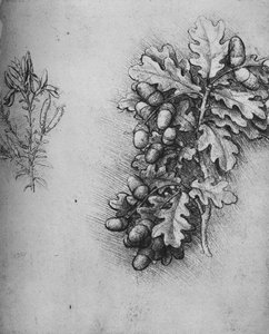 Feuilles de chêne avec glands et genêt des teinturiers, vers 1480 1945