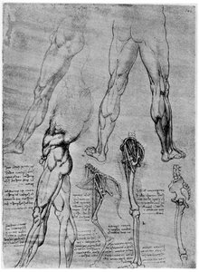 Études en anatomie comparée