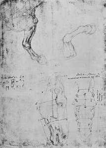 Études des avant-bras des chevaux et dessins mesurés des têtes de chevaux, vers 1480, 1945 - Leonardo da Vinci