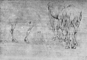 Études de chevaux broutant, vers 1480 1945 - Leonardo da Vinci