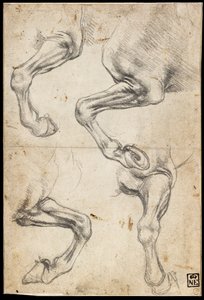 Études de la jambe du cheval - Leonardo da Vinci