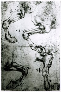 Études de jambes de chevaux - Leonardo da Vinci