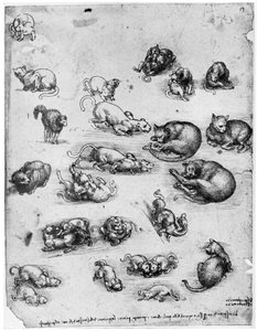 Études de chats, 1513-1515 1954 - Leonardo da Vinci