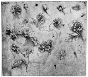Étude de fleurs, vers 1481-1483 1954