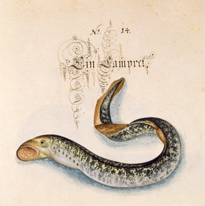 Lamproie de mer - Leonhard Baldner