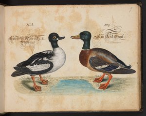 Description et délinéation naturelle exacte des oiseaux aquatiques, poissons, quadrupèdes, insectes et vers trouvés dans les eaux de Strasbourg, que j