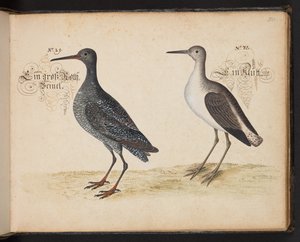 Description et délimitation naturelle exacte des oiseaux d