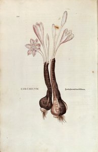 Colchique d