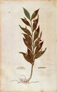 Fragon petit houx - Ruscus aculeatus (Laurus alexandrina) de De historia stirpium commentarii insignes (Commentaires notables sur l