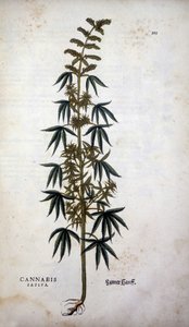 Cannabis Sativa (Chanvre cultivé) - dans « De Historia Stirpium commentarii insignia » par Leonhart Fuchs