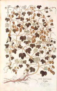 Houblon commun - Humulus lupulus par Leonhart Fuchs de De historia stirpium commentarii insignes (Notable Commentaries on the History of Plants)