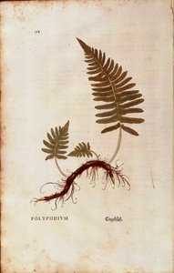 Fougère, polypode commun (Polypodium vulgare) par Leonhart Fuchs de De historia stirpium commentarii insignes (Notable Commentaries on the History of Plants) gravure colorée