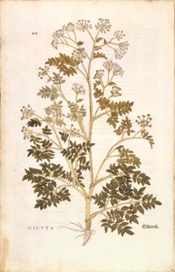 Ciguë - Conium maculatum (Cicuta) par Leonhart Fuchs de De historia stirpium commentarii insignes, gravure colorée