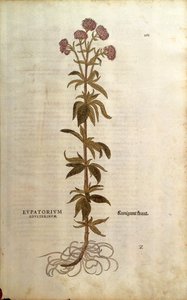 Eupatoire chanvrine - Eupatorium cannabinum (Eupatorium adulterinum) de De historia stirpium commentarii insignes (Commentaires notables sur l