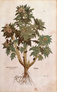 Jusquiame - Hyoscyamus niger (Hyoscyamus flavus) de De historia stirpium commentarii insignes, gravure en couleur - Leonhard Fuchs